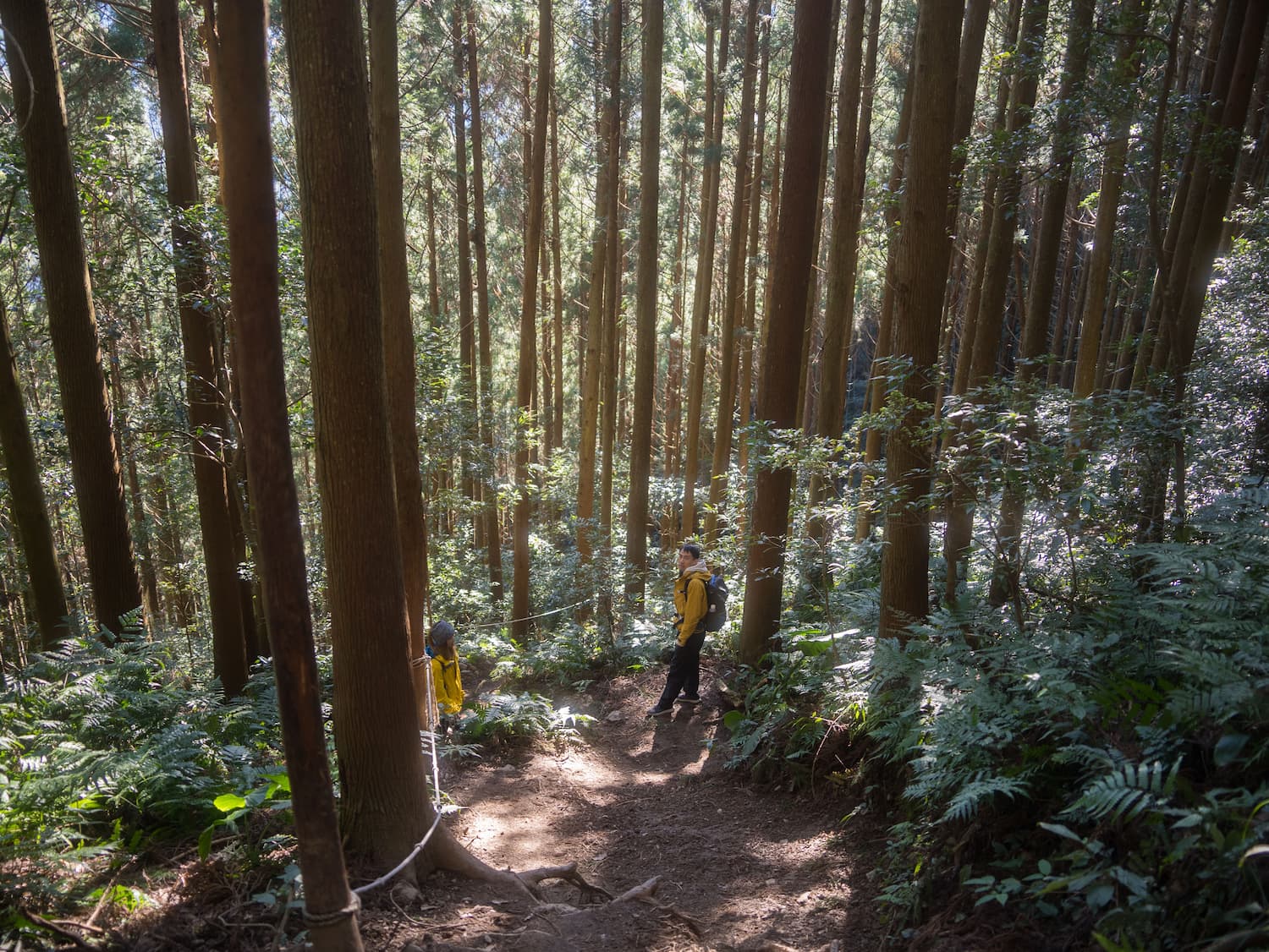 新竹高岛纵走一日游 | 忘忧的迷雾森林