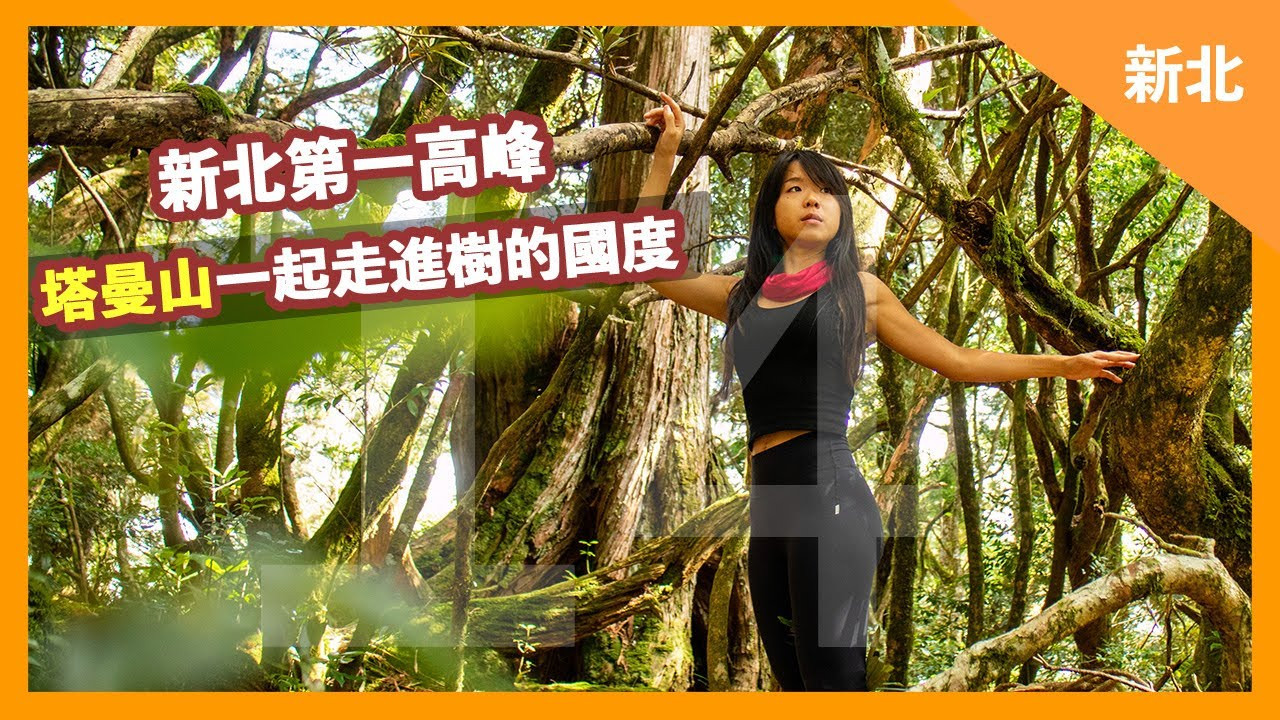 Taman Mountain, the highest peak in New Taipei｜Into the country of trees