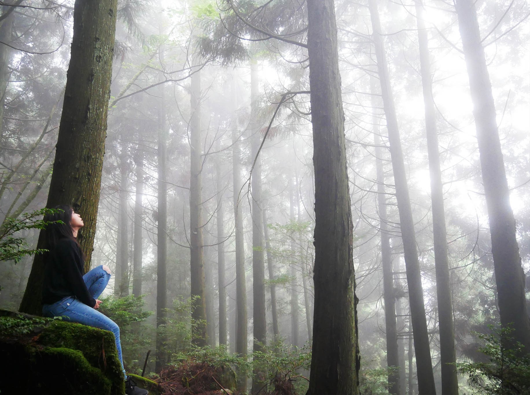 新竹雪霸國家公園健行二日遊 | 找尋迷霧中的櫻花森林 | 保證入住觀霧山莊