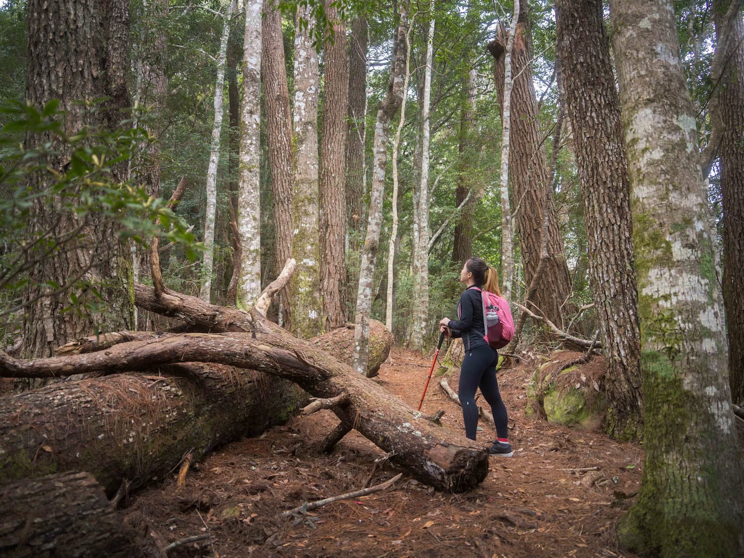 Hsinchu Zhisheng Maotai Mountain Trail One Day Tour | Hidden Mountains in the Valley