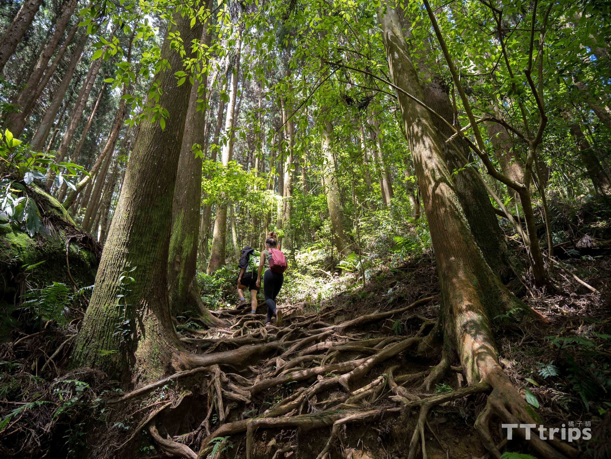 Miaoli Jiali Mountain Trail Day Tour | Beginner Xiaobaiyue