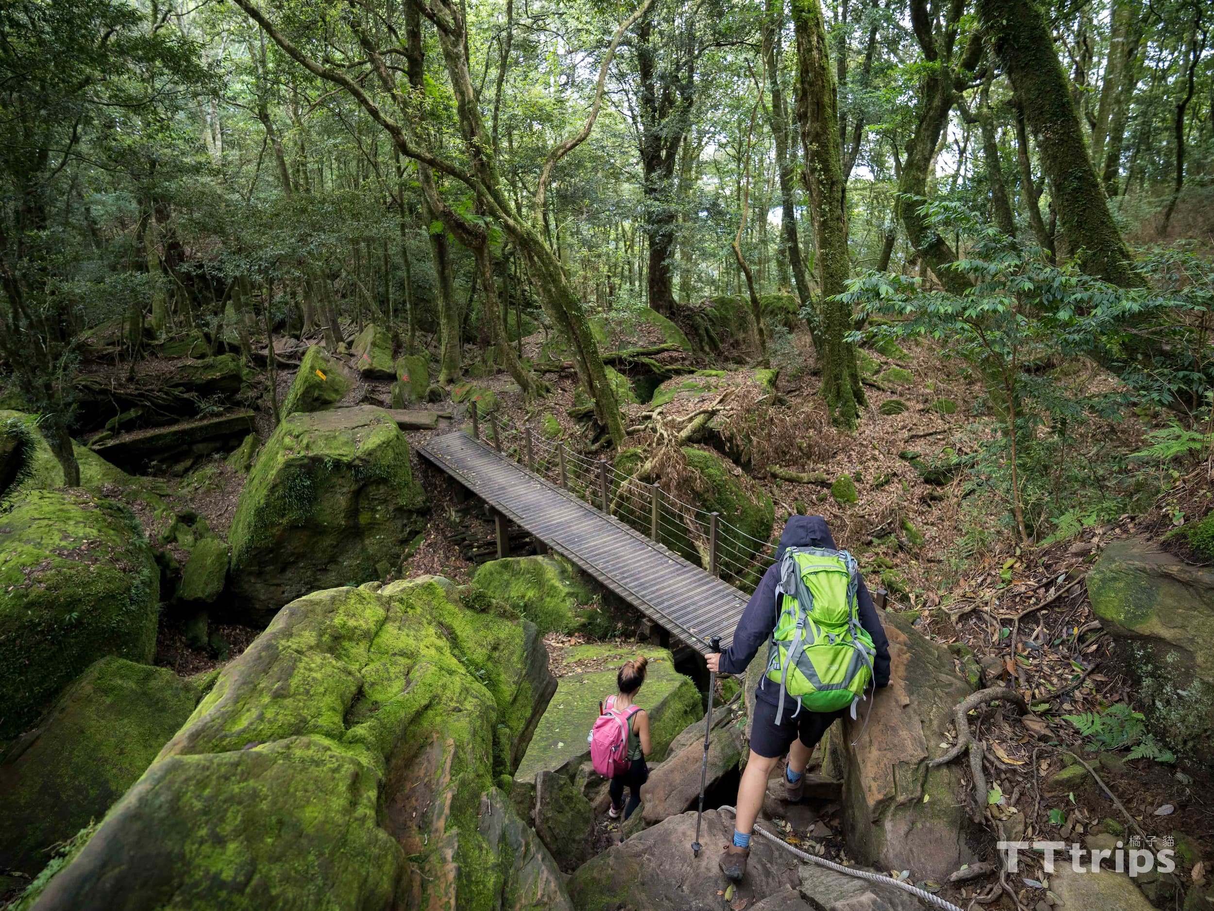 苗栗加里山步道一日遊 新手小百岳 橘子貓tttrips
