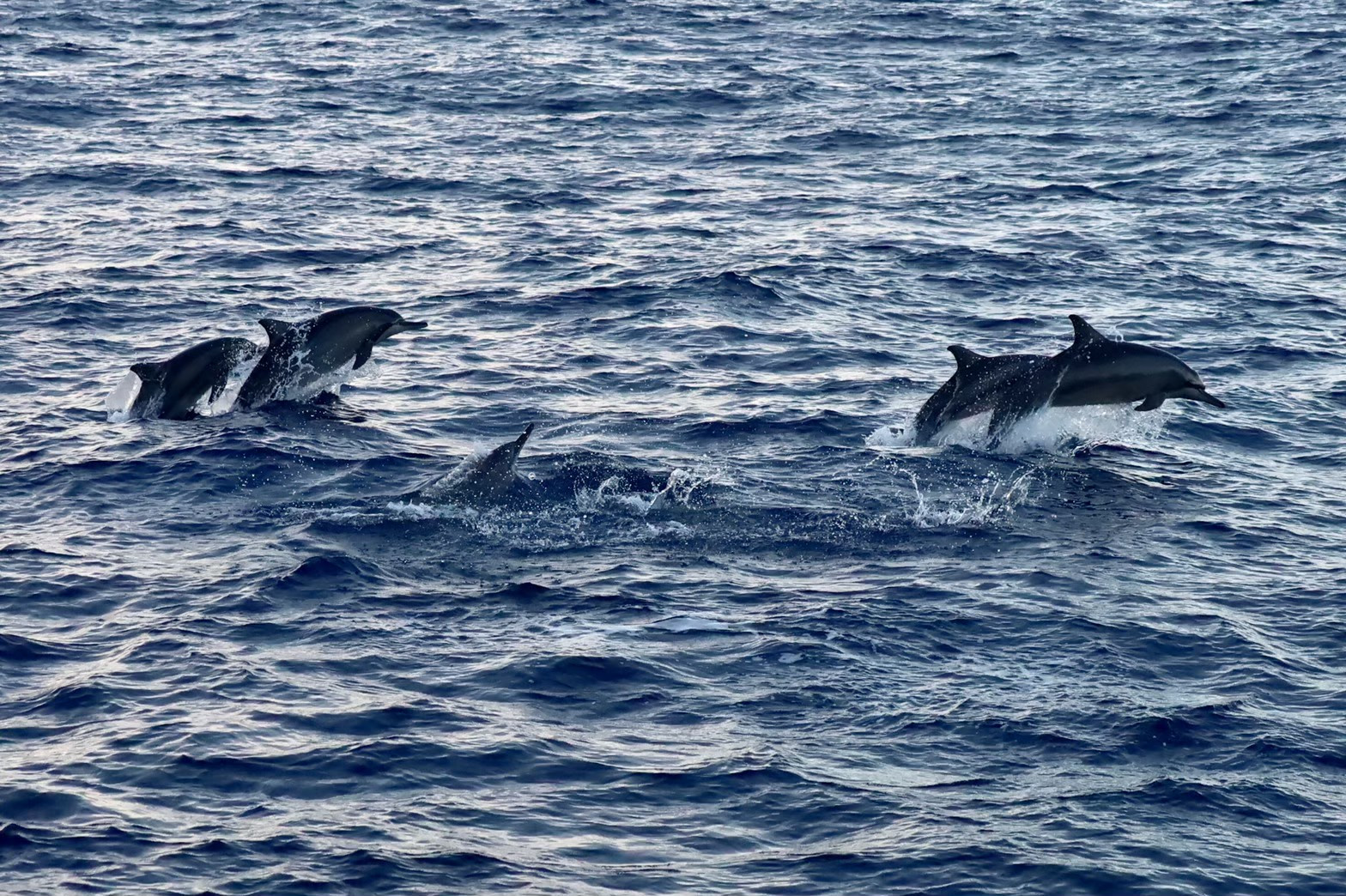 宜蘭龜山島 | 賞鯨之旅