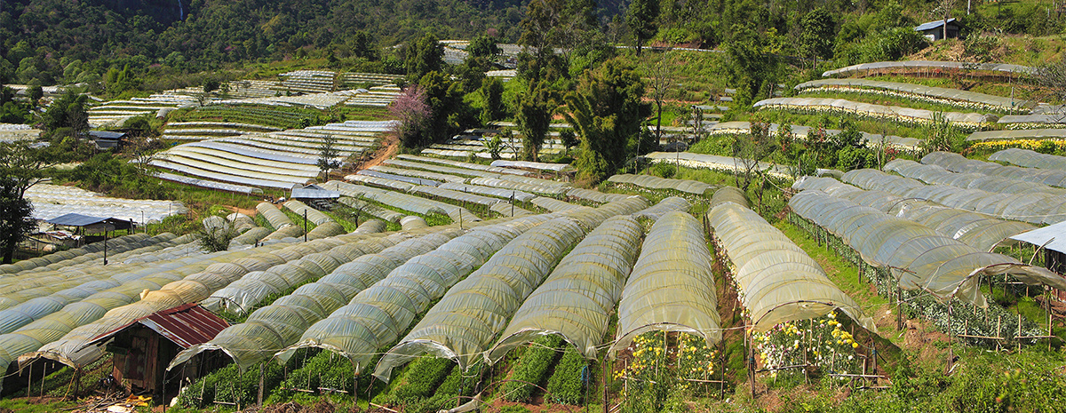 From Chiang Mai: Doi Inthanon National Park Day Trip