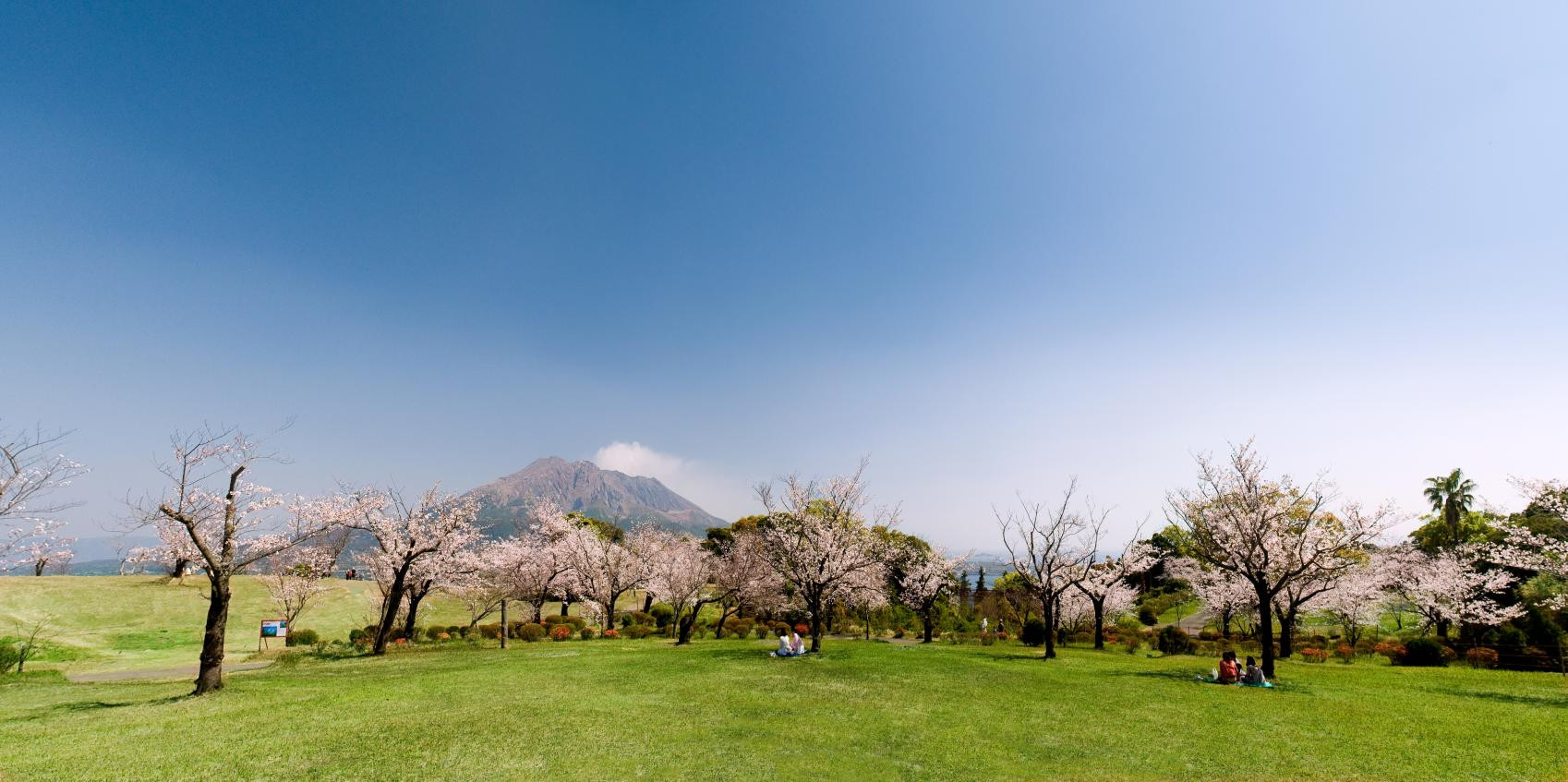 Kitakyushu Sakura Story Five-Day Romantic Journey