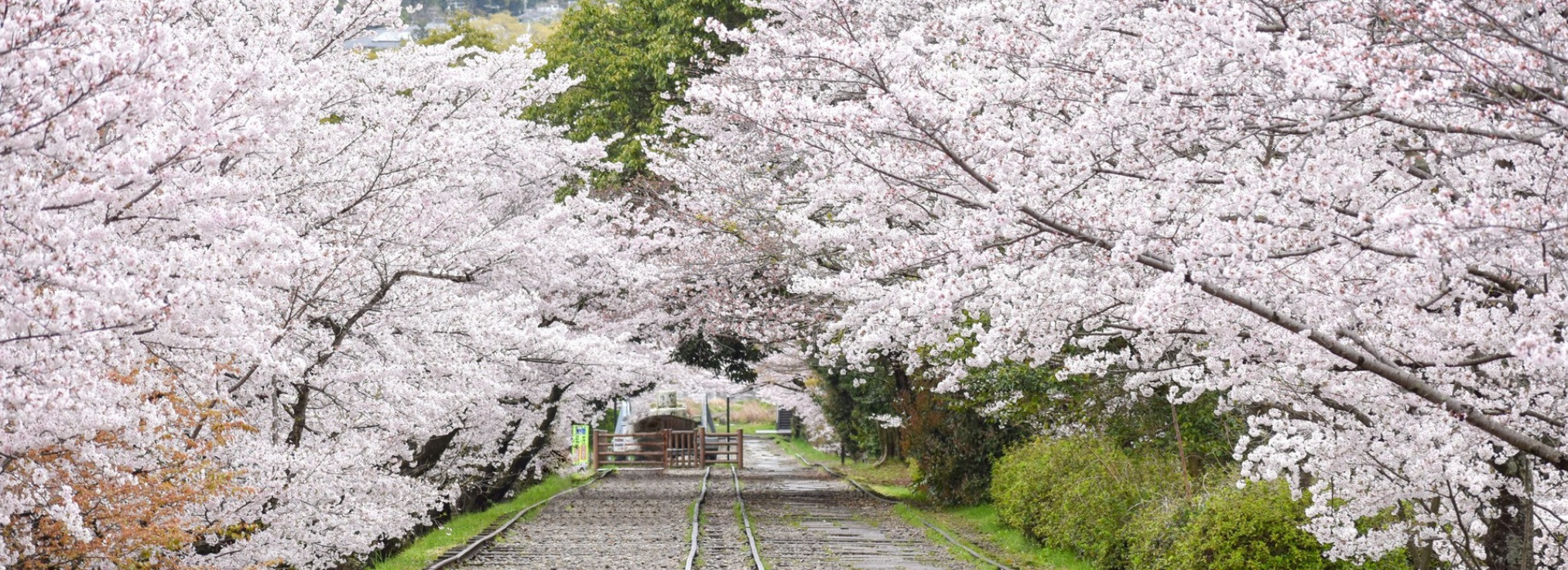 Osaka Sakura Story Five-Day Romantic Trip