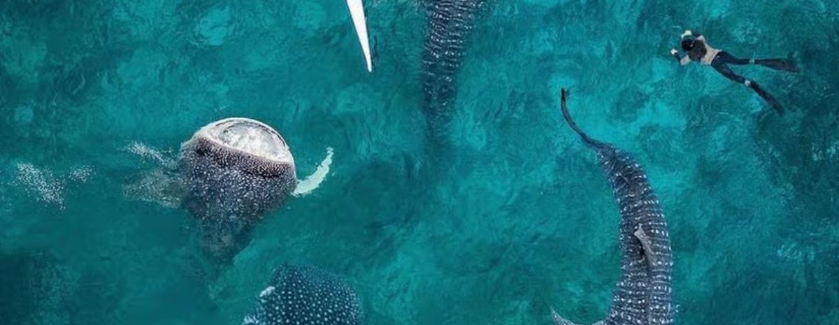 2026 Bohol Diving Tour | 5D4N | 9 Boat Dives | Mario Dive Resort