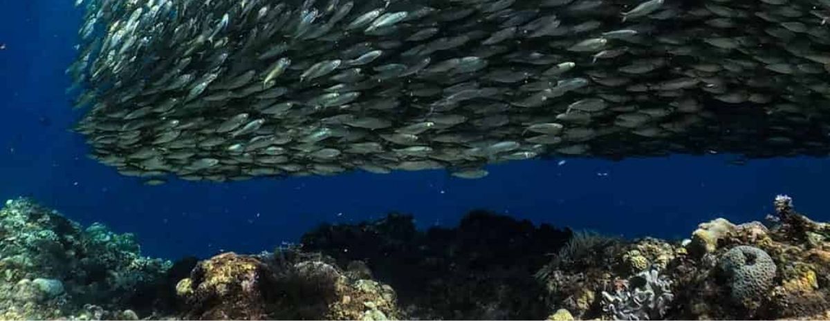 2026 Bohol Diving Tour | 5D4N | 9 Boat Dives | Mario Dive Resort