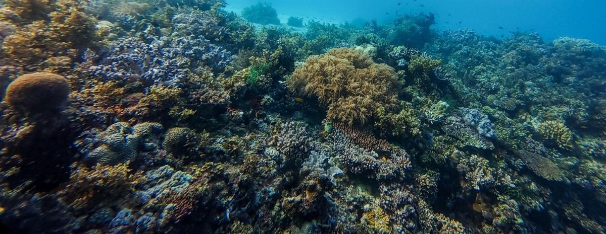 2026 Bohol Diving Tour | 5D4N | 9 Boat Dives | Mario Dive Resort