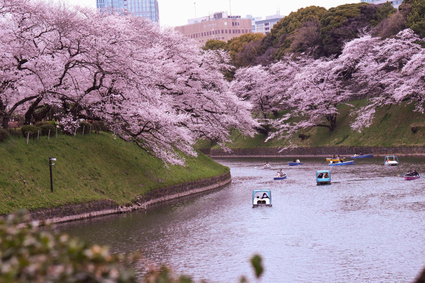 東京賞櫻六日遊｜東京櫻花名所、富士山河口湖、經典景點包車行程