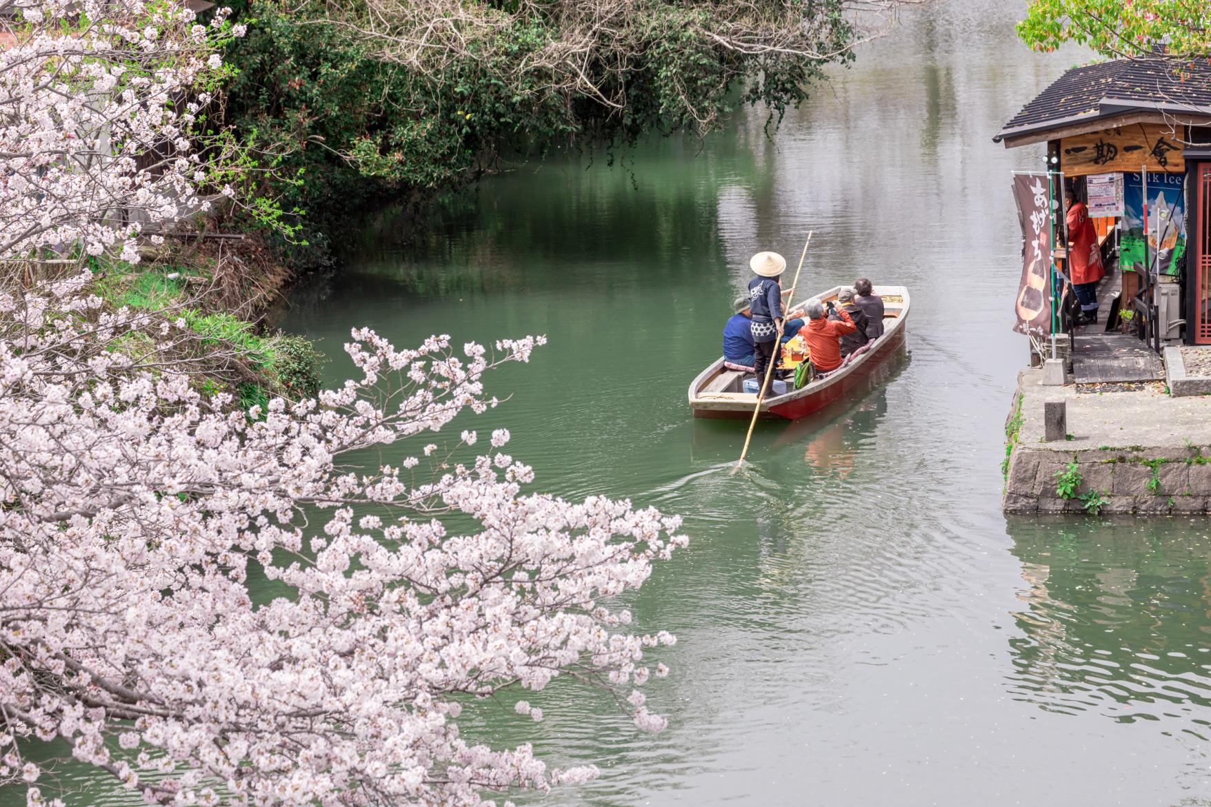 九州春季賞櫻六日遊｜福岡、熊本、高千穗、阿蘇、由布院、別府包車行程
