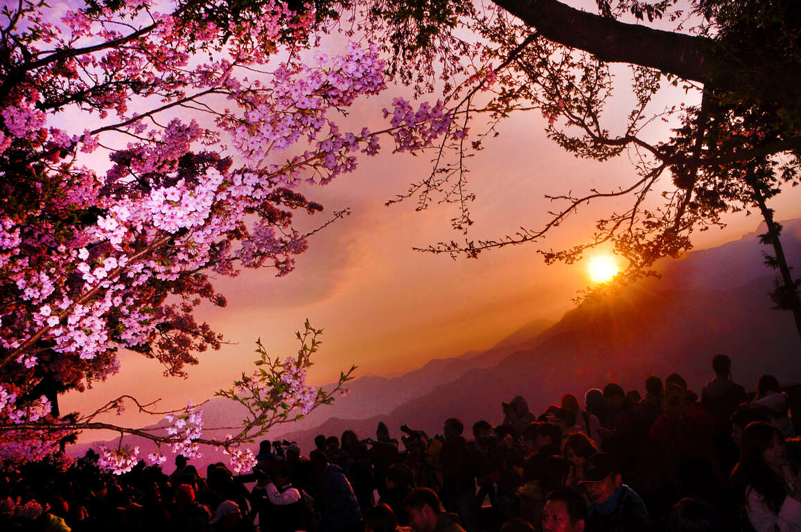 祝山日與與櫻花.jpg